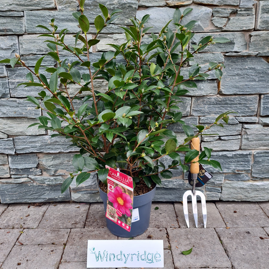 Camellia Sas. Red - Shrubs - Windyridge Garden Centre