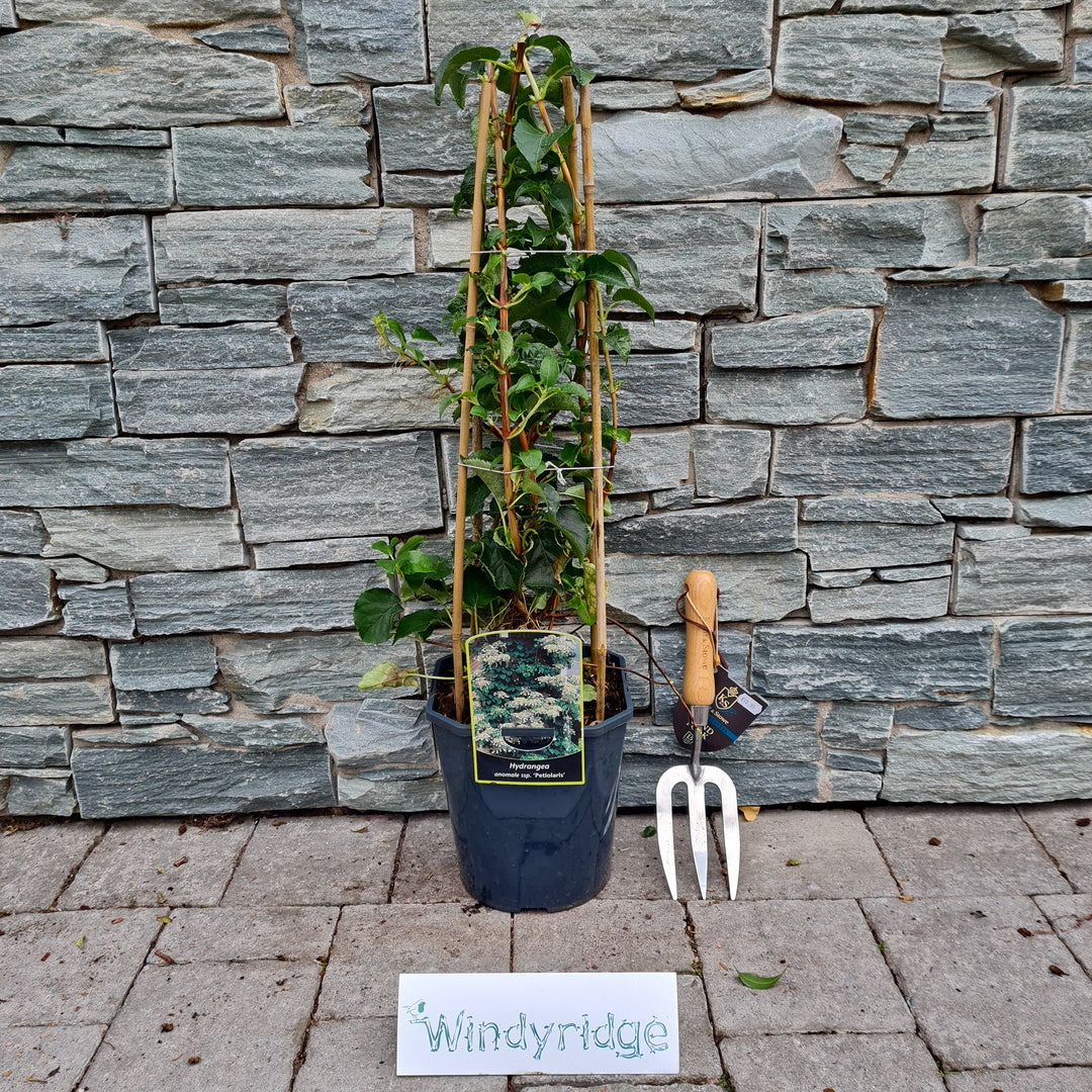 Hydrangea-anomala-petiolaris-Potted-1