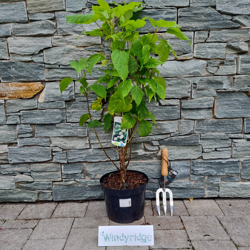 Hydrangea-arb.-Annabelle-Potted