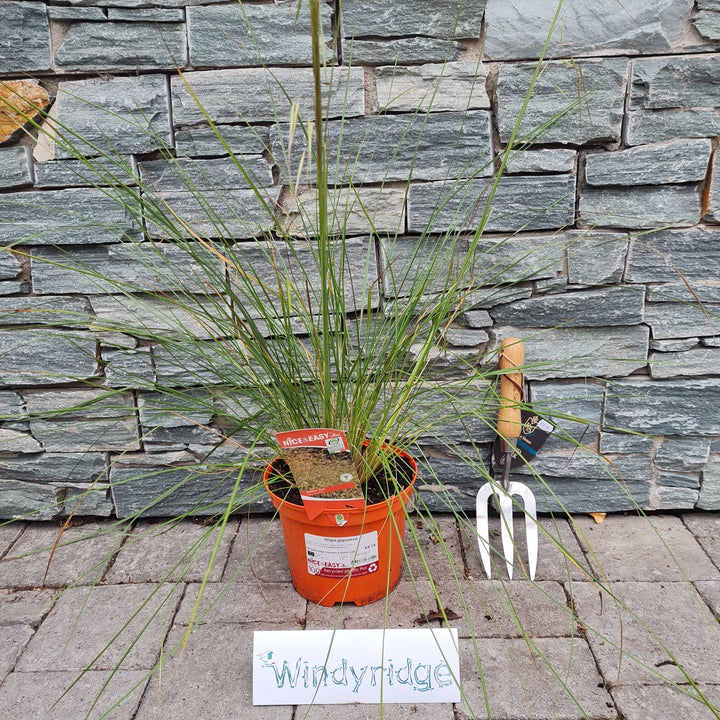 Stipa-gigantea-potted-1