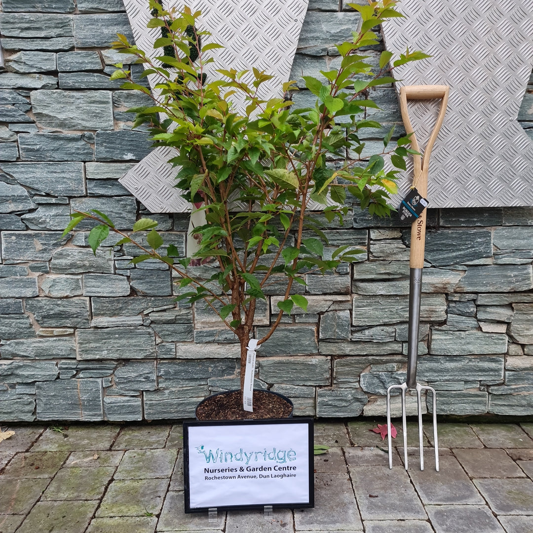 Prunus subh. Autumnalis Rosea