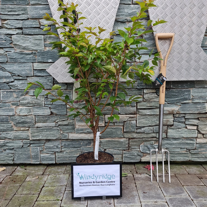 Prunus subh. Autumnalis Rosea