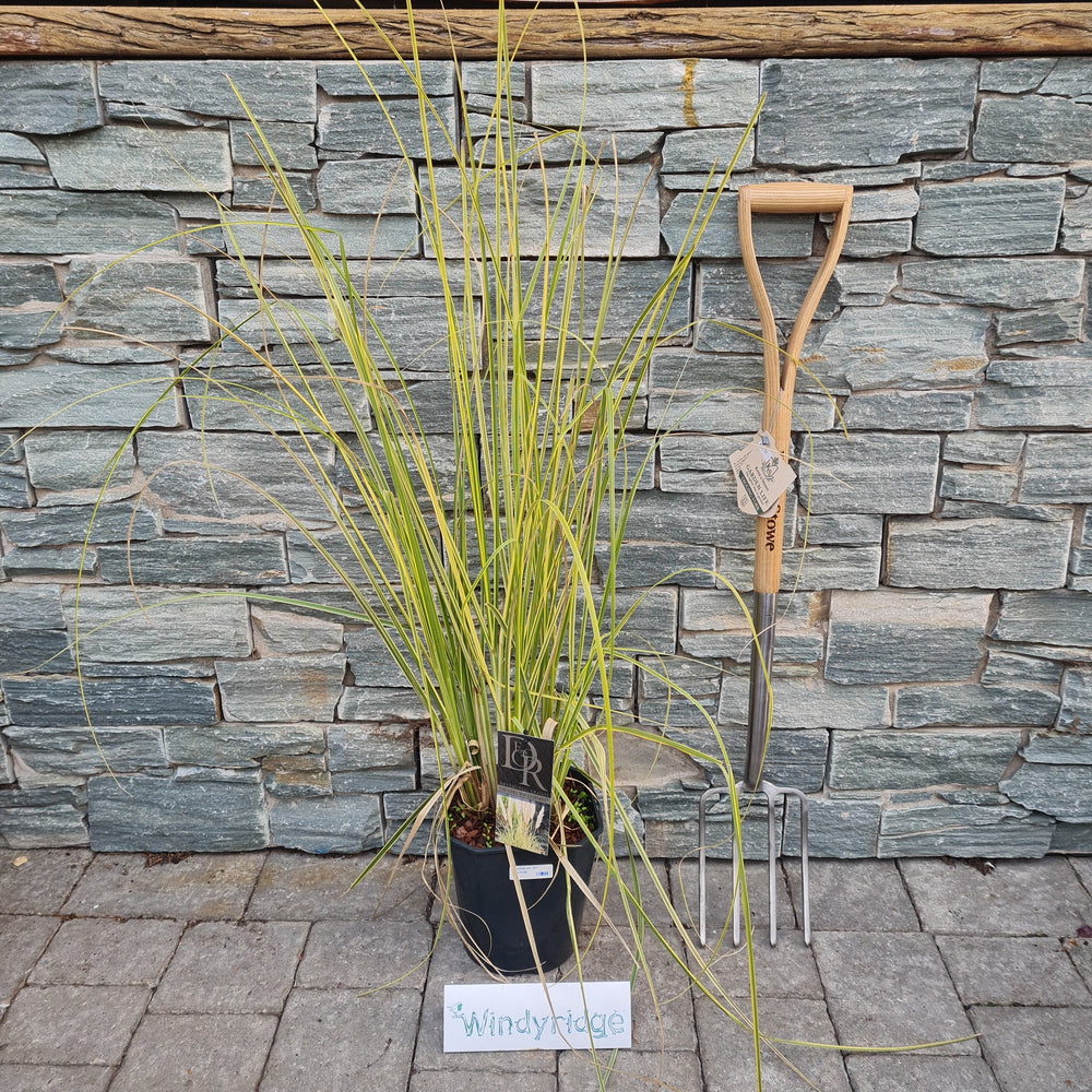Cortaderia-sell.-Mini-Goldpampas-Potted-1