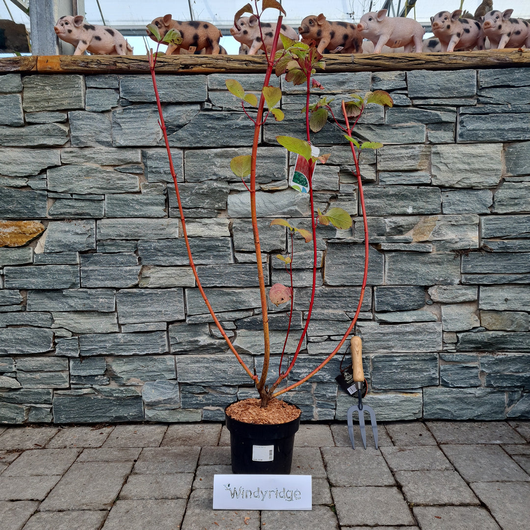 Cornus-alba-Sibirica-Potted