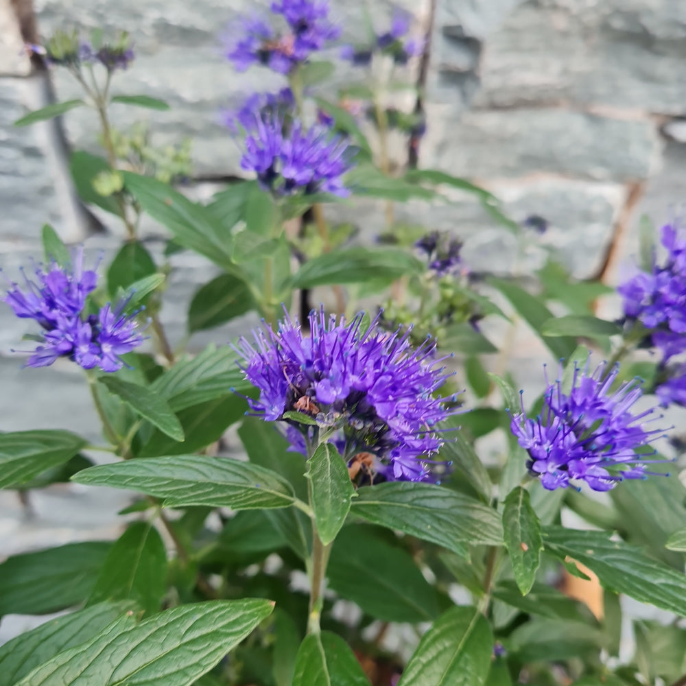 Caryopteris Cland. Thetis - Shrubs - Windyridge Garden Centre