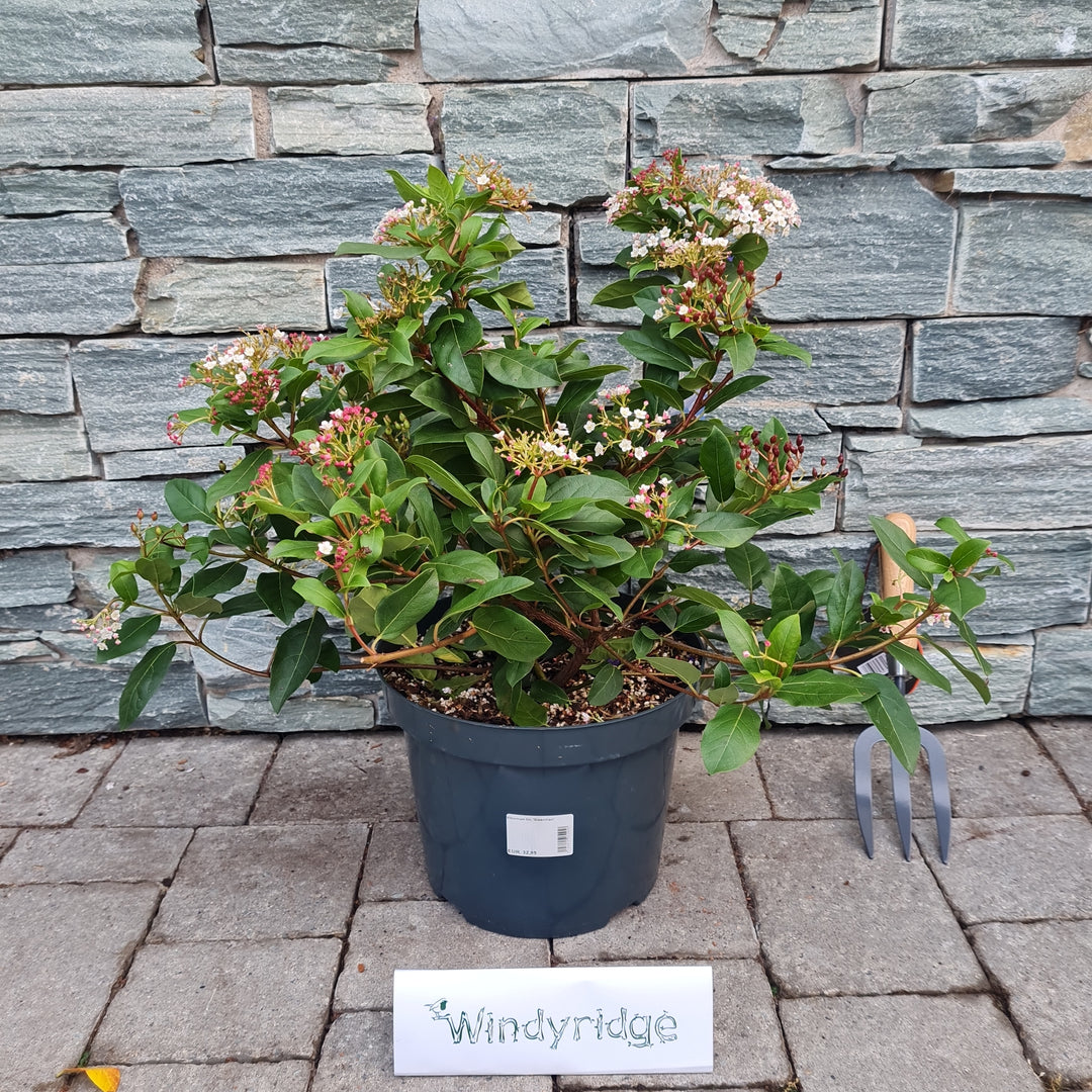 Viburnum tin. Gwenllian