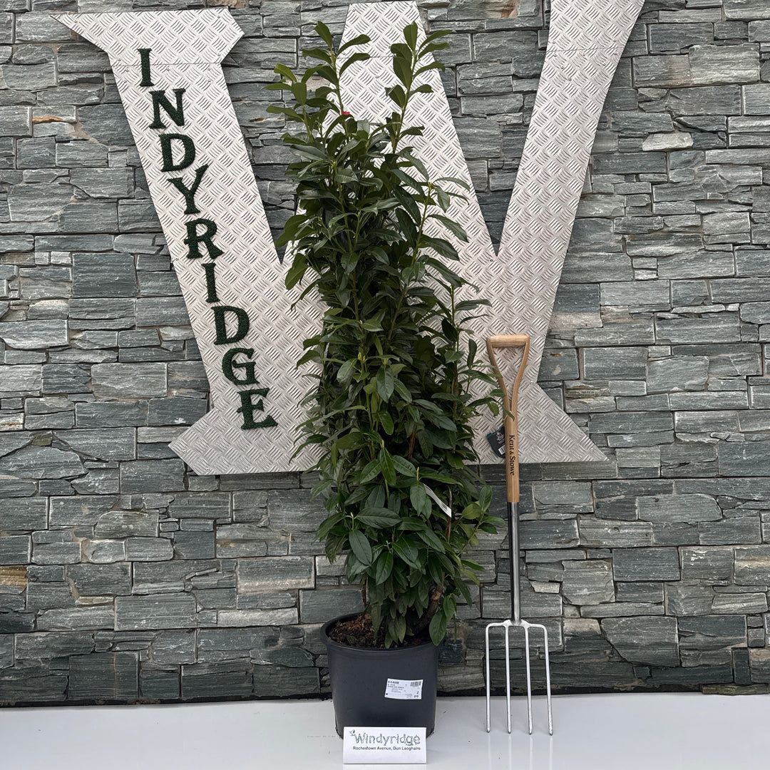 Prunus Laur. 'Genolia' 150-175 Cm. - Hedging - Windyridge Garden Centre