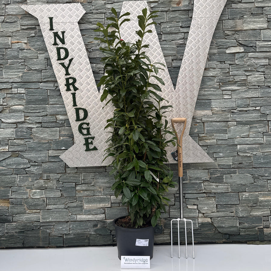 Prunus Laur. 'Genolia' 150-175 Cm. - Hedging - Windyridge Garden Centre