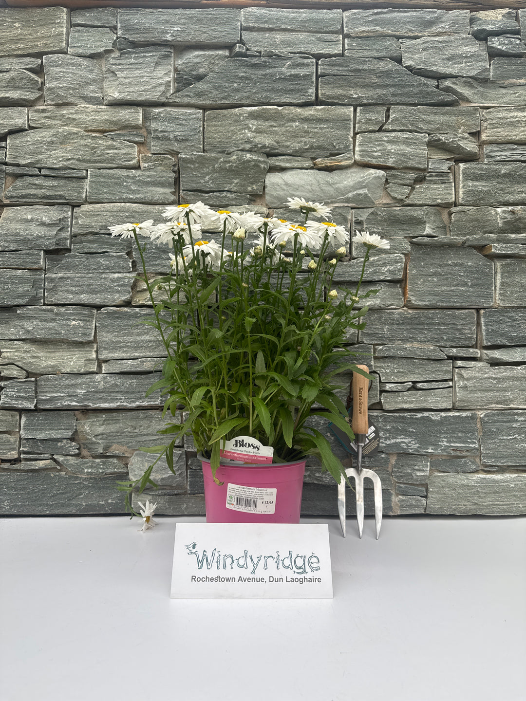Leucanthemum Madonna