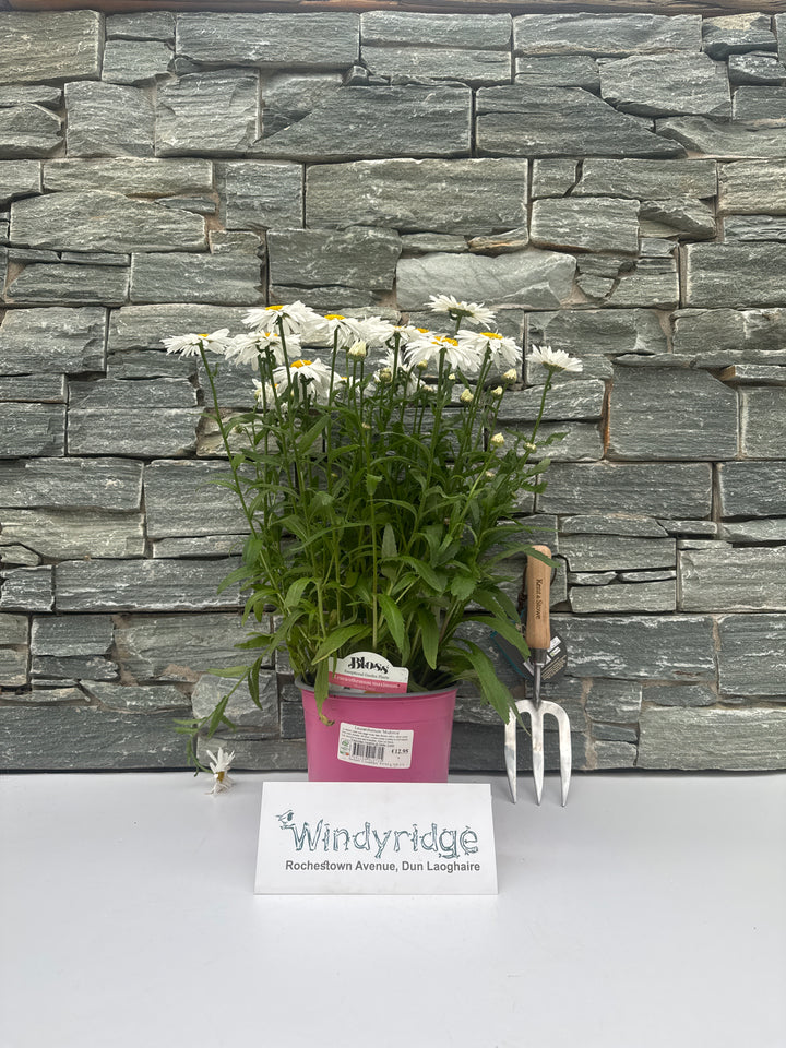 Leucanthemum Madonna