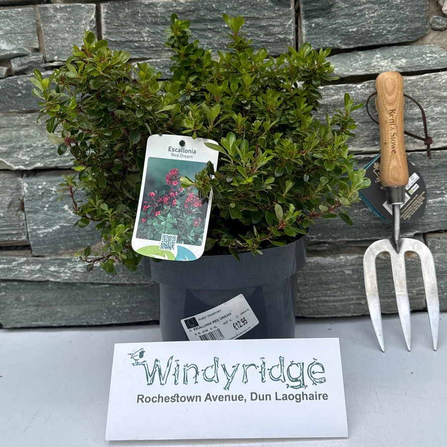 Escallonia Red Dream - Shrubs - Windyridge Garden Centre