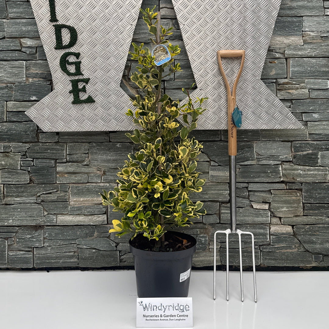 Ilex altaclerensis Golden King  100-125 CM