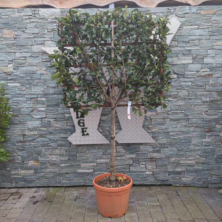 PHOTINIA SERR. RED ROBIN CLT 55   CIRC. TR. 11 - 13  CM  1/2 STD SPALL. LEGNO SU STELO 100 X 120 CM