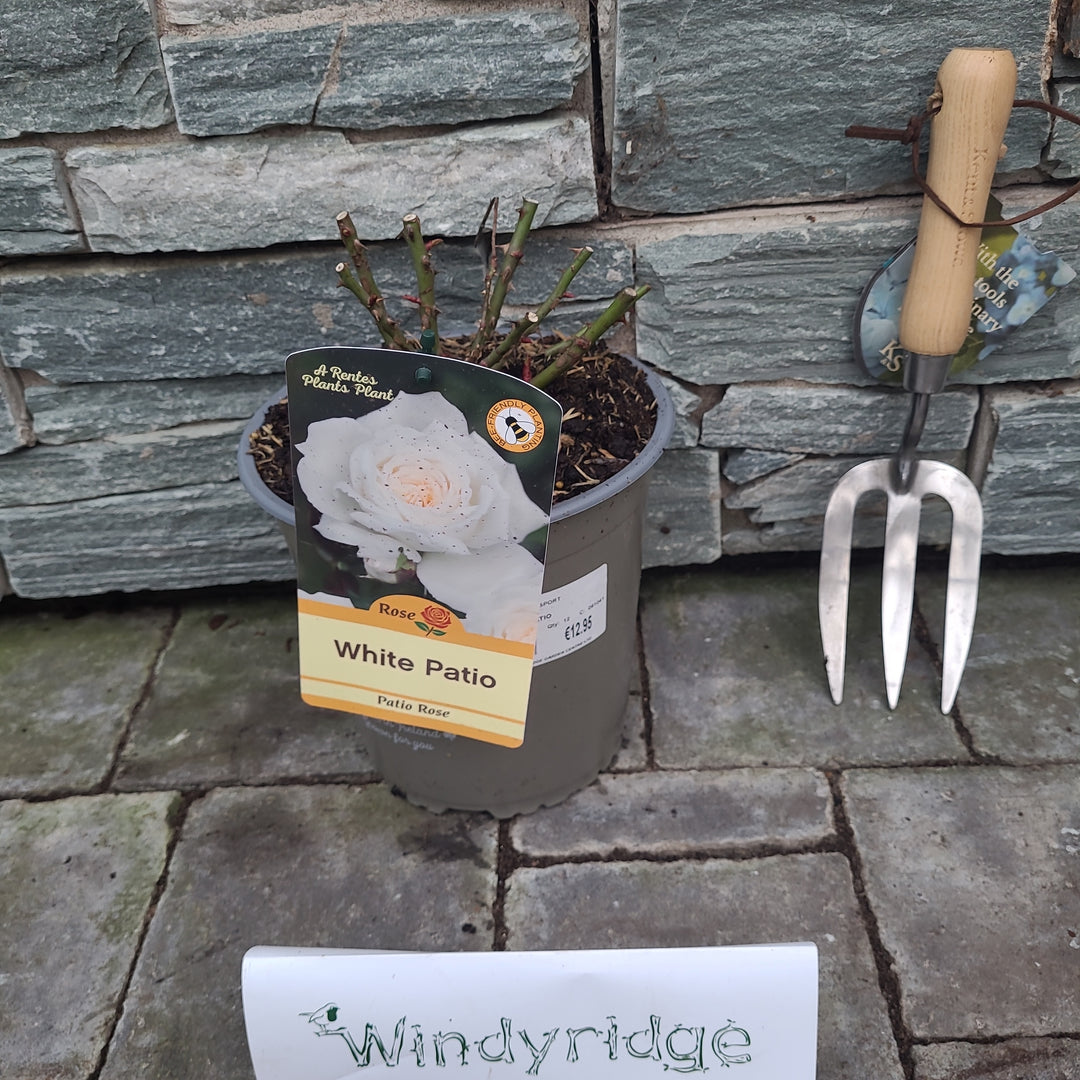 ROSA-WHITE-PATIO-Potted-1