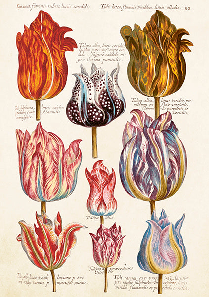 Greeting Cards With Envelopes - 12X17 Cm - Fringed Tulips - Gift Shop - Windyridge Garden Centre
