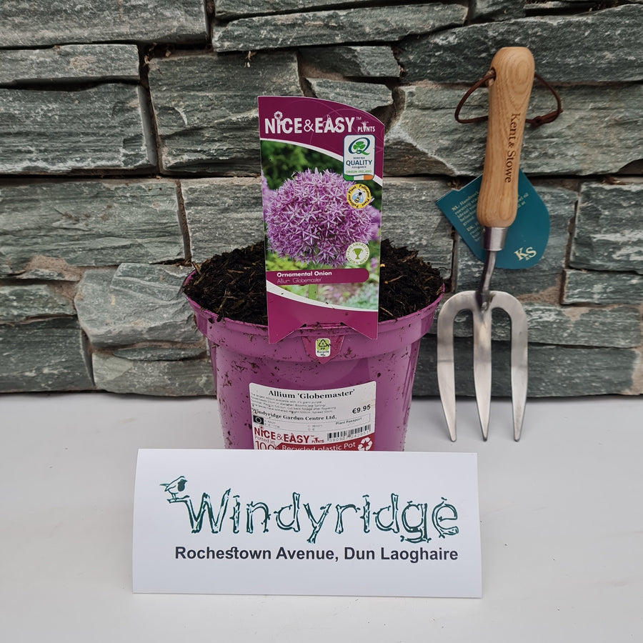 Allium 'Globemaster' - Herbaceous - Windyridge Garden Centre