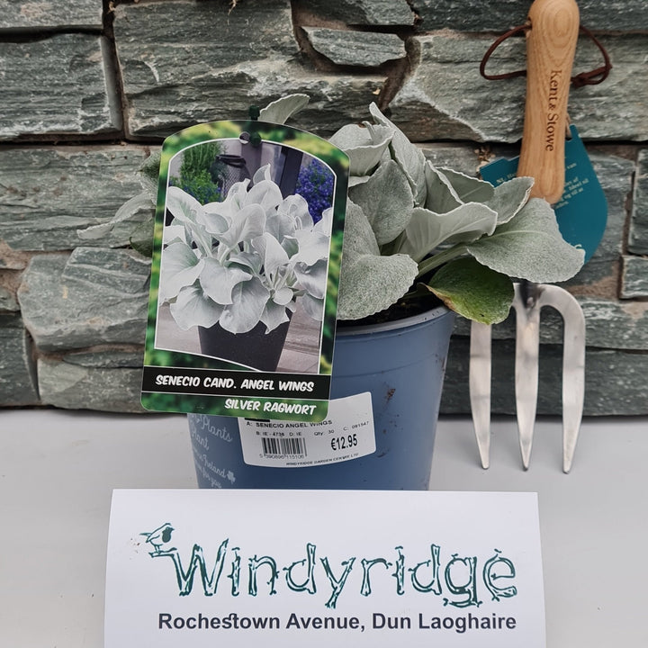 SENECIO ANGEL WINGS 3Ltr