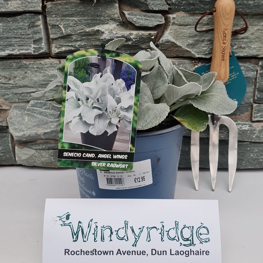 Senecio Angel Wings - Shrubs - Windyridge Garden Centre
