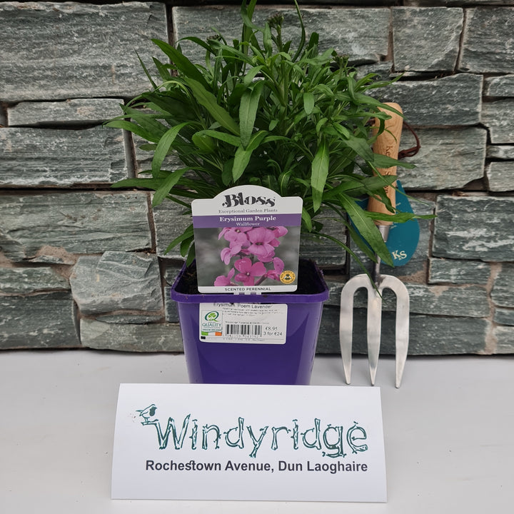 Erysimum Poem Lavender