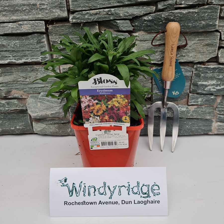 Erysimum Winter Spice - Herbaceous - Windyridge Garden Centre