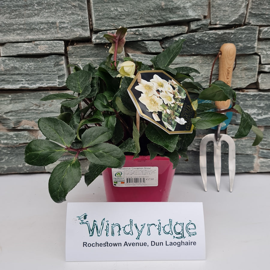 Helleborus Cinnamon Snow - Herbaceous - Windyridge Garden Centre