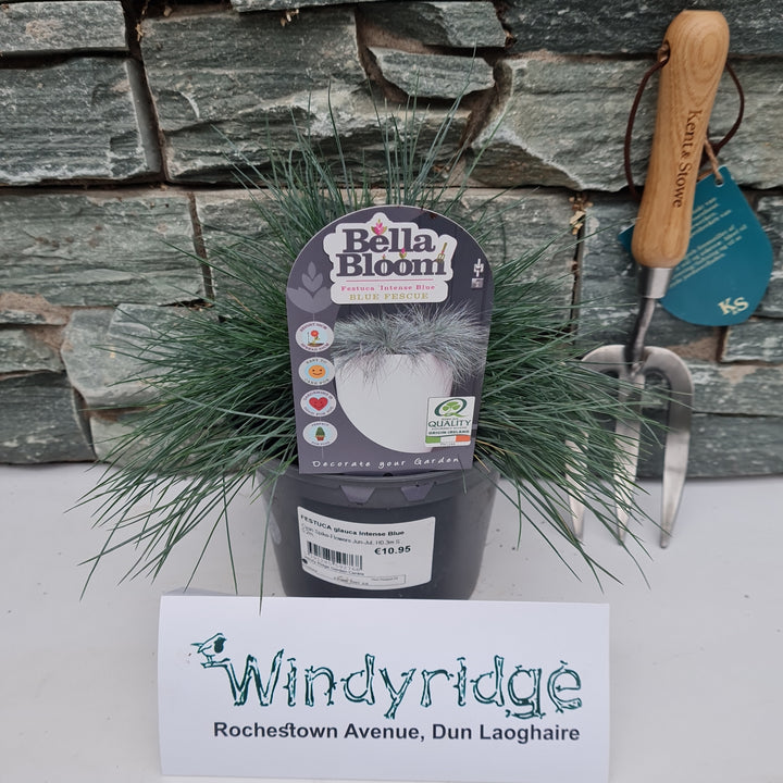 FESTUCA glauca  Intense Blue