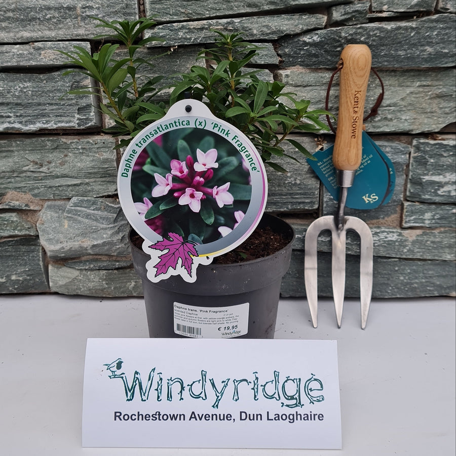 Daphne Trans. Pink Fragrance - Shrubs - Windyridge Garden Centre