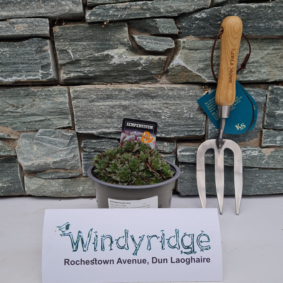 Sempervivum Mix - Herbaceous - Windyridge Garden Centre