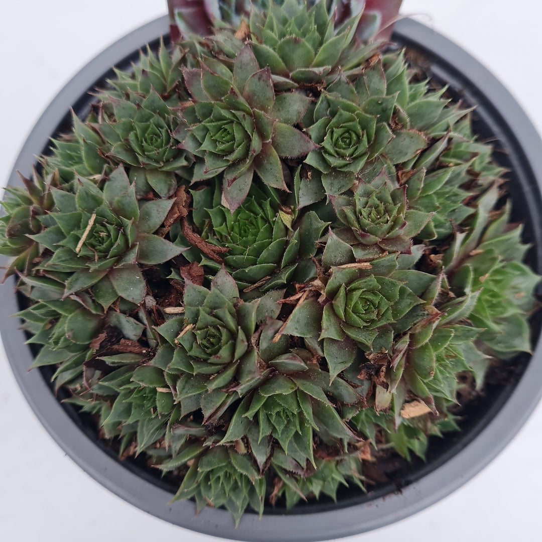 Sempervivum mix