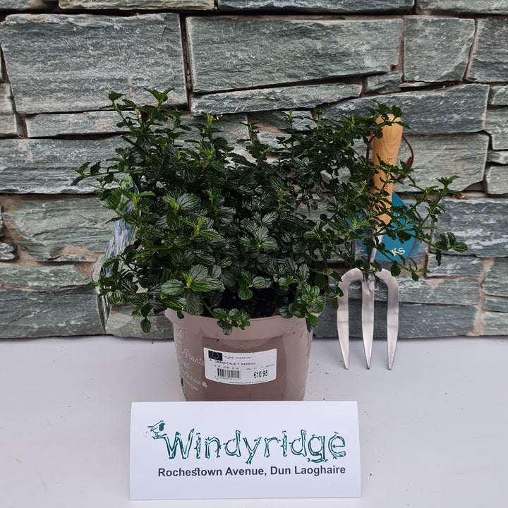 CEANOTHUS T. REPENS