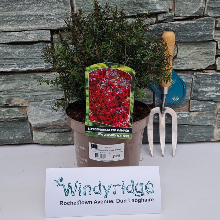 LEPTOSPERMUM S. RED DAMASK