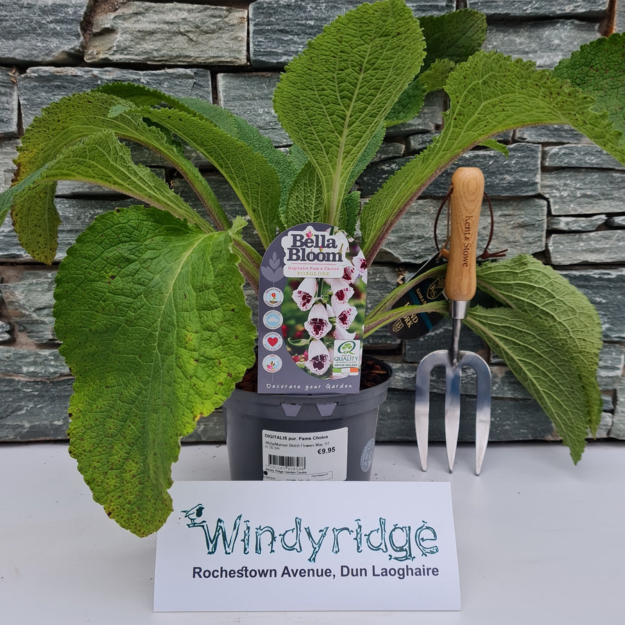 Digitalis Pur. Pams Choice - Herbaceous - Windyridge Garden Centre