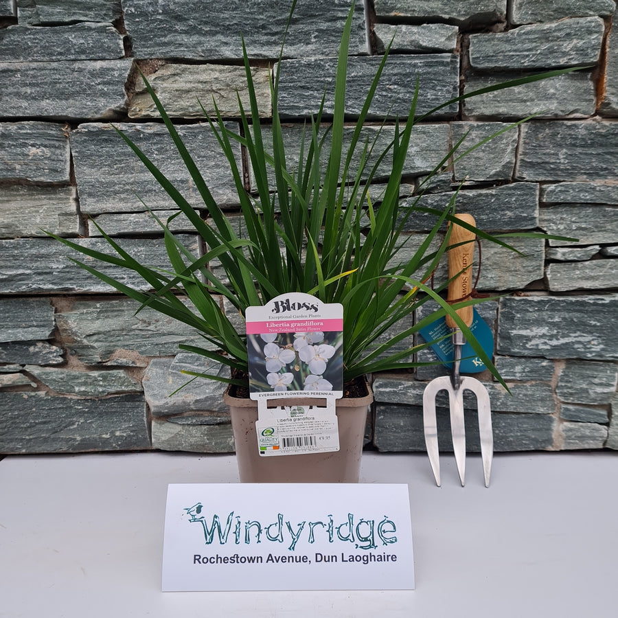 Libertia grandiflora - Herbaceous - Windyridge Garden Centre