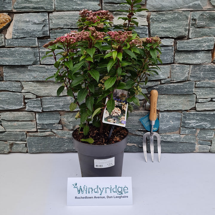 Viburnum tinus  Ladybird  / 4.5 Ltr pot