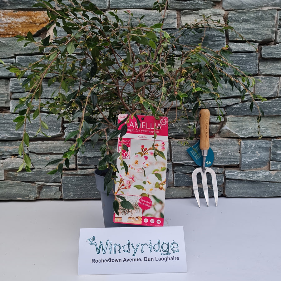 Camellia Cupido - Shrubs - Windyridge Garden Centre