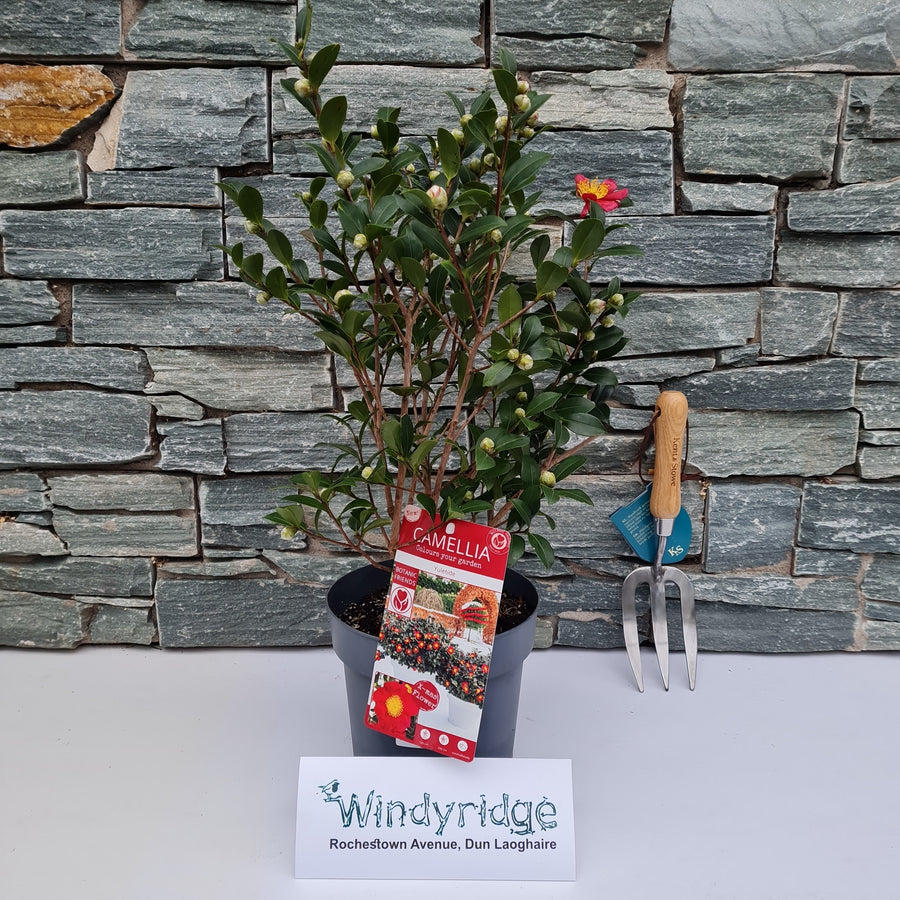 Camellia Sas. Yuletide - Shrubs - Windyridge Garden Centre