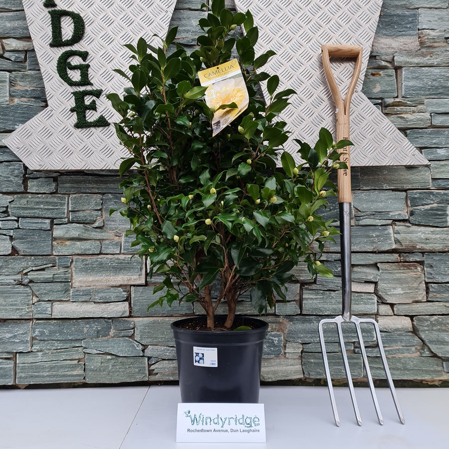 Camellia Wil. Jurys Yellow - Shrubs - Windyridge Garden Centre