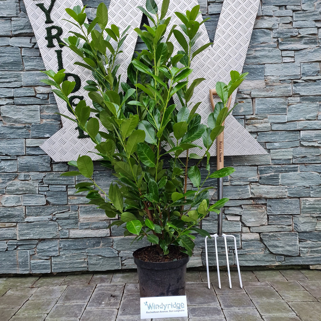 Prunus l. Rotundifolia