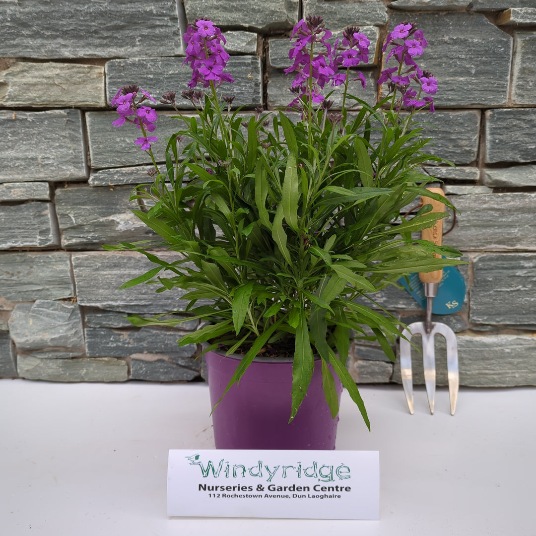 Erysimum Poem Lilac