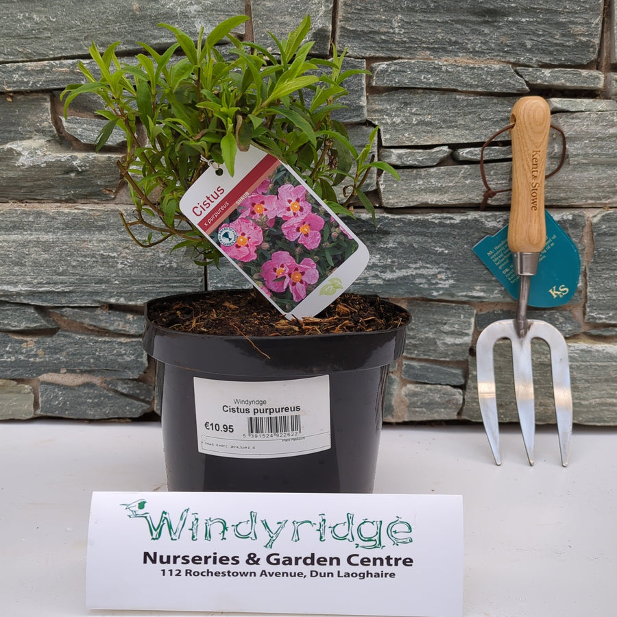 Cistus Purpureus - Shrubs - Windyridge Garden Centre
