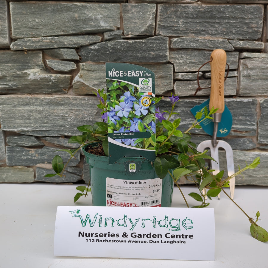 Vinca Minor - Shrubs - Windyridge Garden Centre