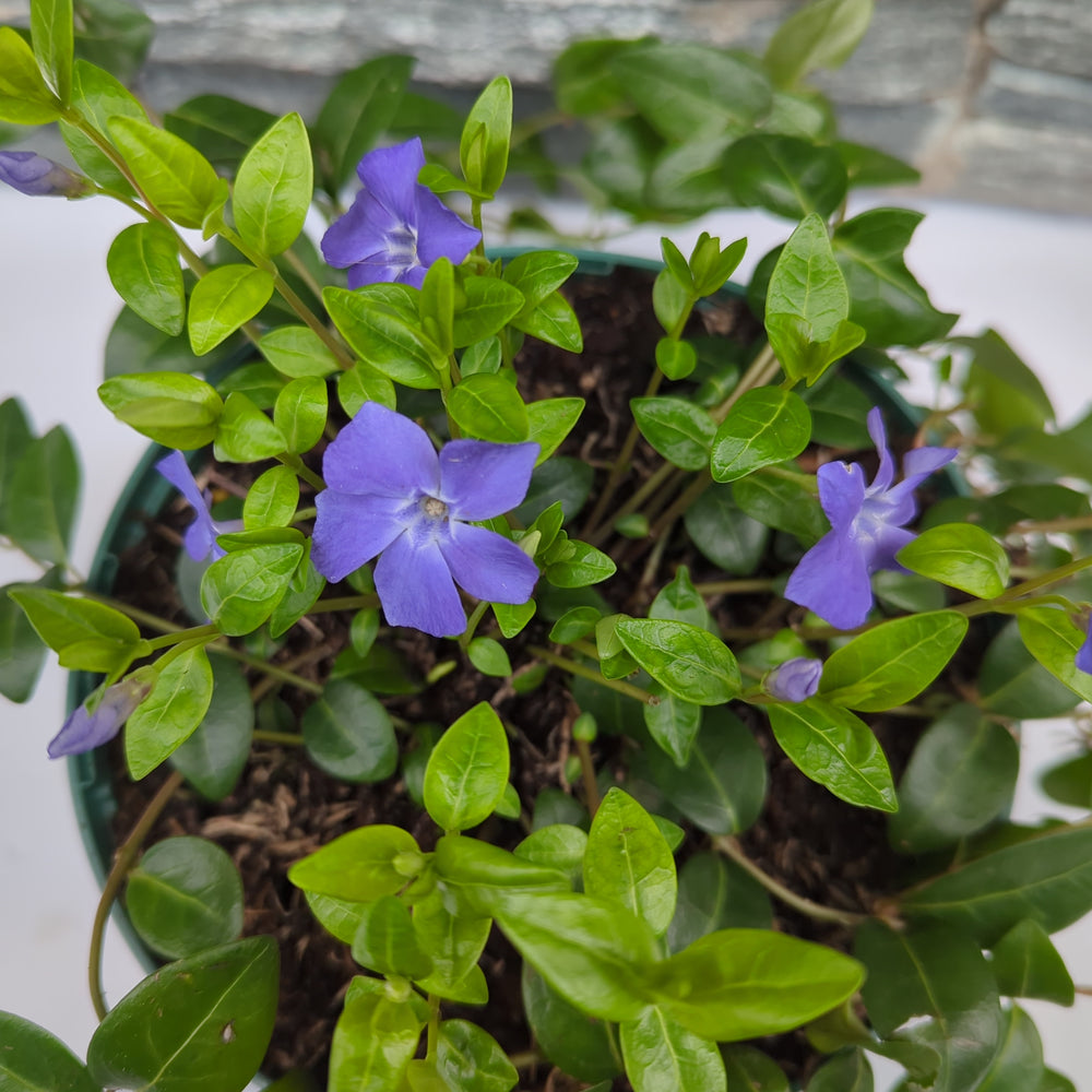 Vinca Minor - Shrubs - Windyridge Garden Centre