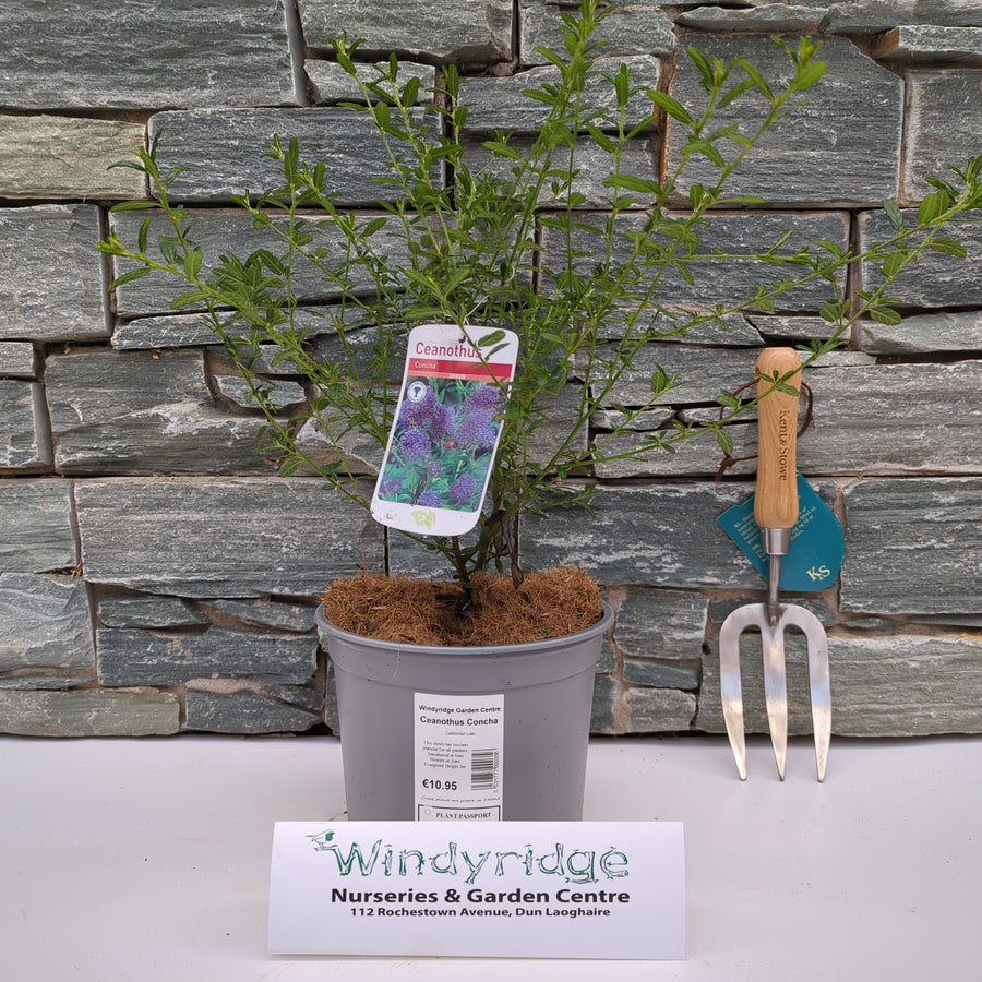 Ceanothus Concha - Shrubs - Windyridge Garden Centre