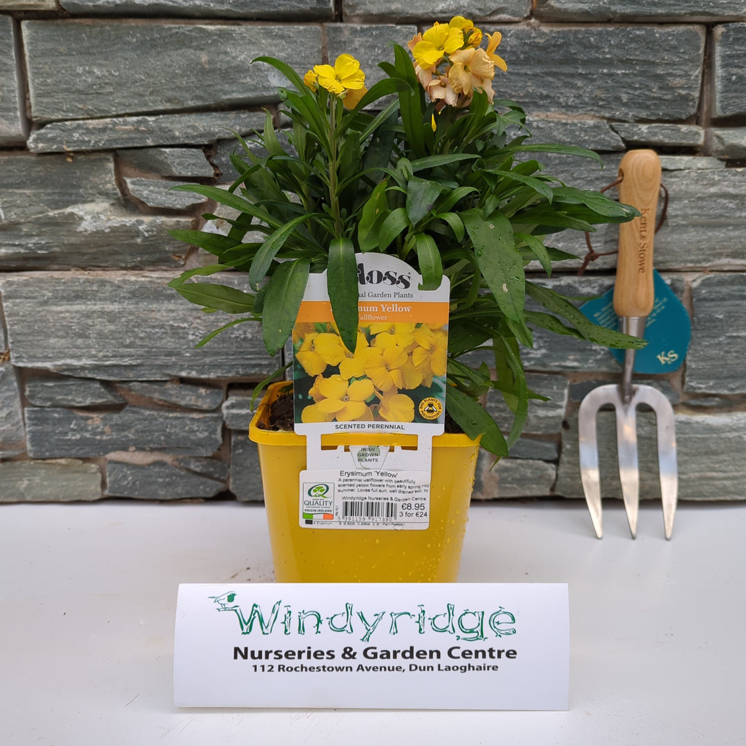 Erysimum Yellow