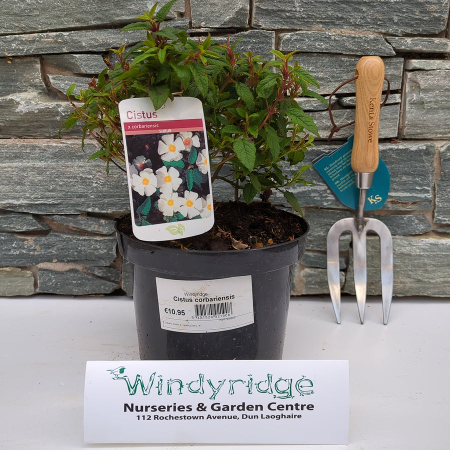 Cistus X Corbariensis - Shrubs - Windyridge Garden Centre