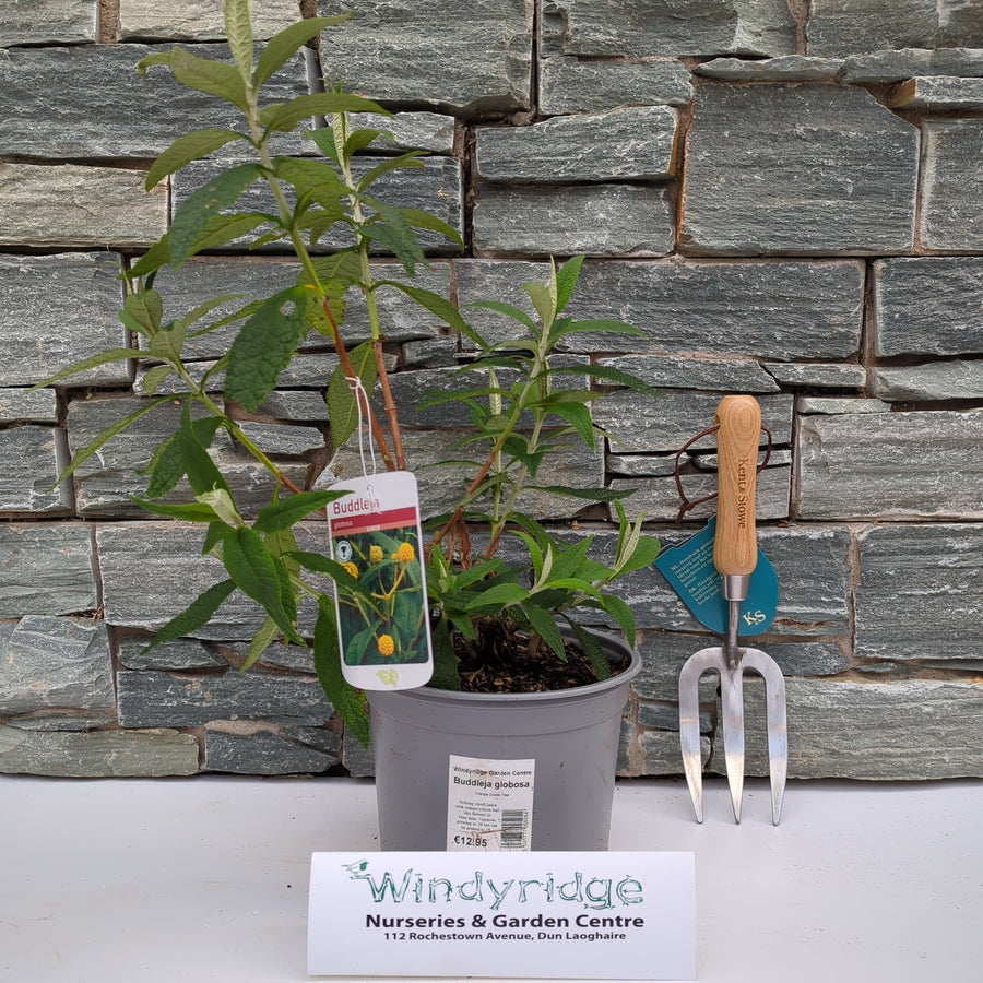 Buddleja Globosa - Shrubs - Windyridge Garden Centre