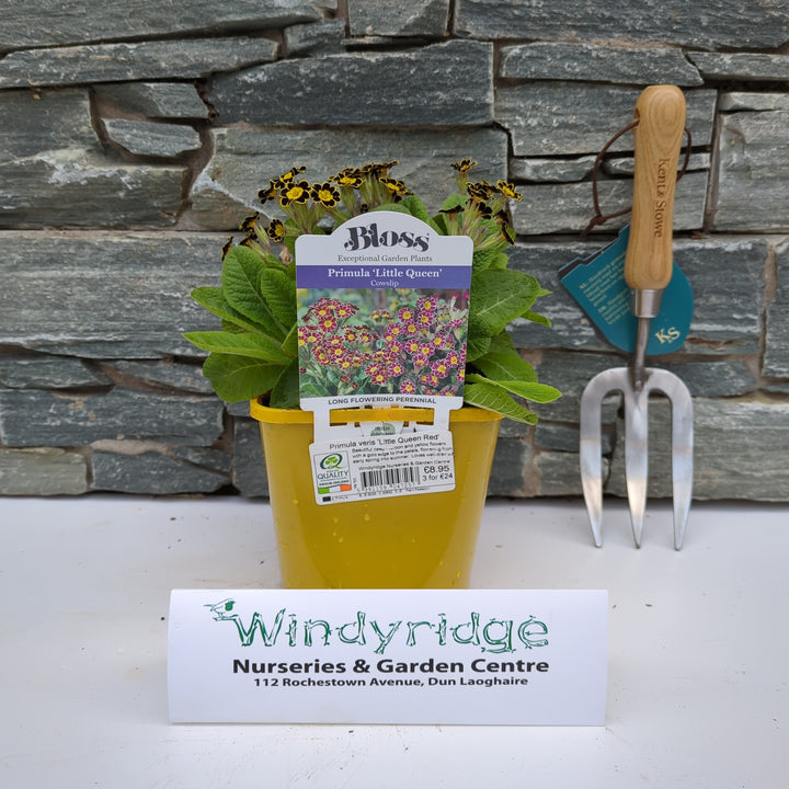Primula veris Little Queen Red