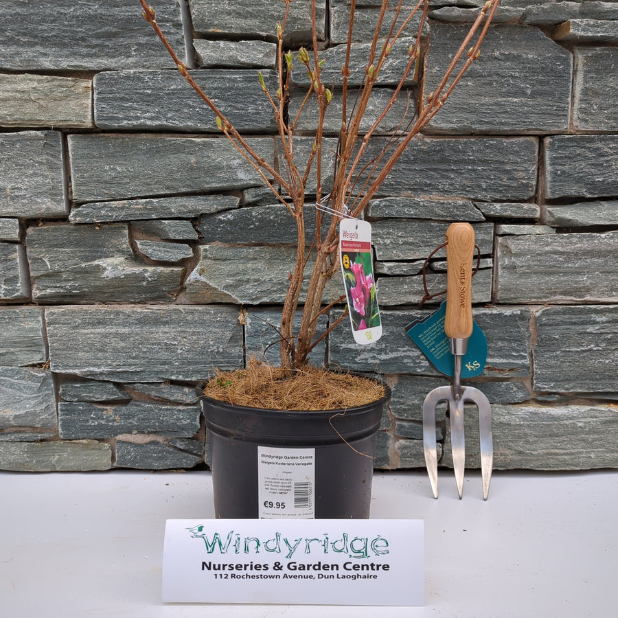 Weigela Kosteriana Variegata - Shrubs - Windyridge Garden Centre