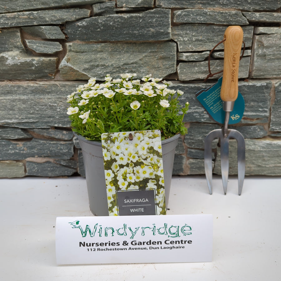 Saxifraga White 3 Ltr - Herbaceous - Windyridge Garden Centre