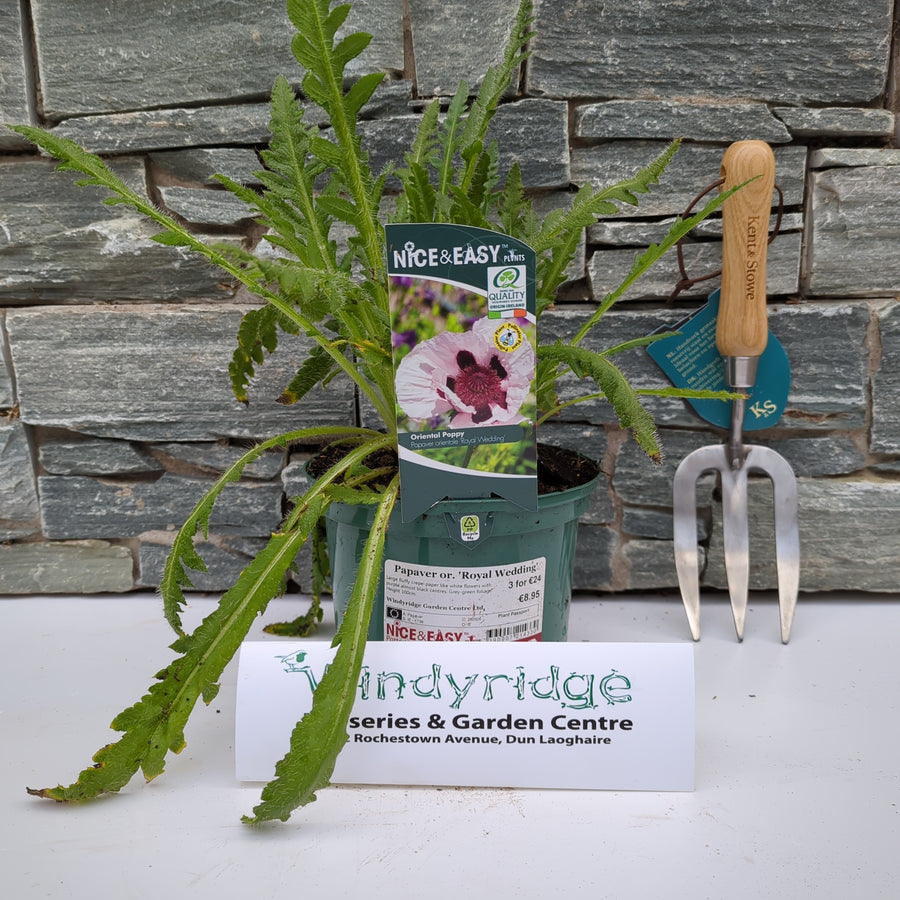 Papaver or. 'Royal Wedding' - Herbaceous - Windyridge Garden Centre